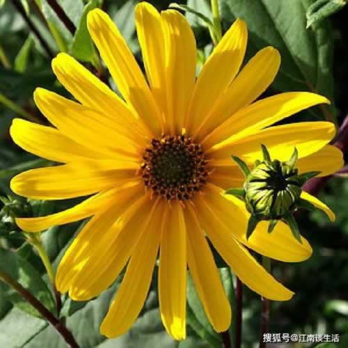 網上黑平臺取款被退回怎么辦教你怎么應對（圖）